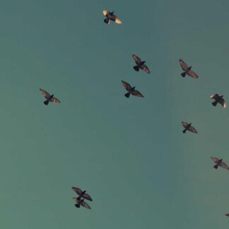 Café Molido Premium 250g